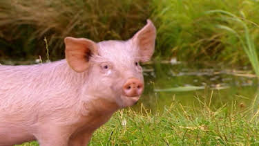 6:00 PM: Treubh an Tuathanais (Big Barn Farm) (S2) | BBC Alba | 1/23 2026