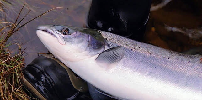 7:00 PM: Turas a Bhradain (S1) | BBC Alba | 11/18 2025