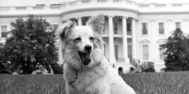 18:45: Die Hunde der Mächtigen - und eine Katze | ZDFinfo | 12/24 2025