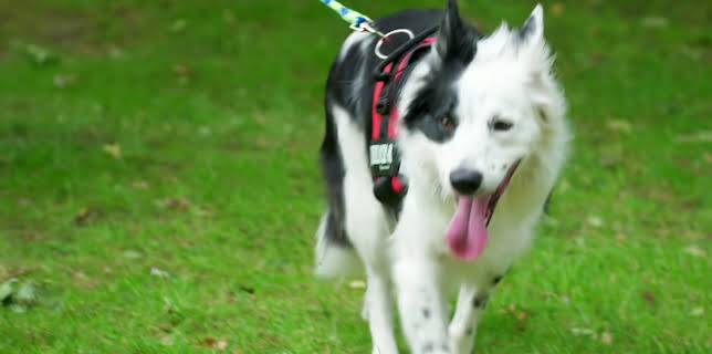 16:25: Hundehuset: Patch | NRK 2 | 1/29 2026