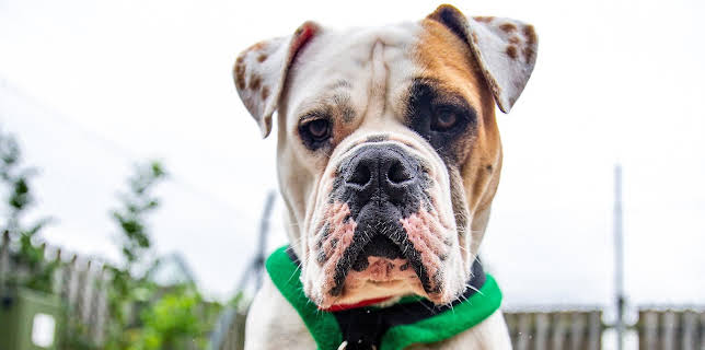 7:55 PM: The Dog House | More 4 | 1/18 2026