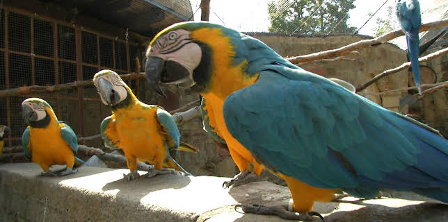 05:50: Giraffe, Erdmännchen & Co. (173) | HR Fernsehen | 2/13 2026