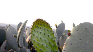 08:05: GEO Reportage | Arte | 5/2 2026