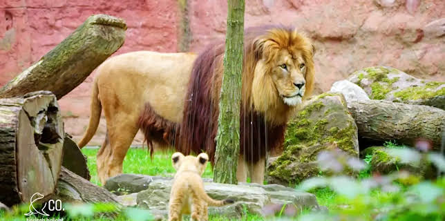 17:10: Seelöwe & Co. - tierisch beliebt (24) | Radio Bremen | 2/3 2026