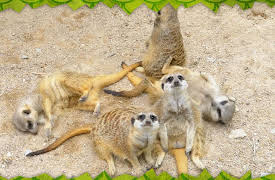 Awesome Animals and Mini Me: Season 1: Meerkat