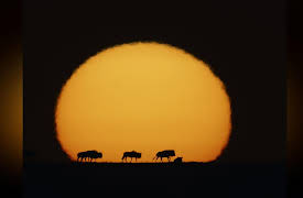 Season 1: Planet Earth: Dynasties I - The Making of Dynasties