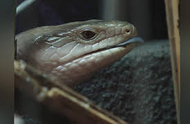 Scaled Season 1: Jurassic Blue-Tongued Skink