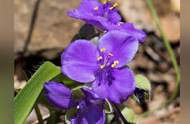 The Botanist's Eye: Identifying the Plants around You: Parts of Three: The Monocots