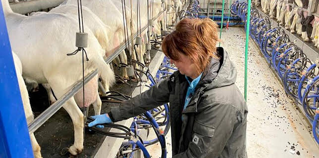 01:35: Die Nordreportage: Tierisch andere Milch | Radio Bremen | 1/29 2026