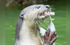 Life in the World's Oceans: Food and Foraging among Marine Mammals