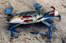 Oceanography: Exploring Earth's Final Wilderness: Where Rivers Meet the Sea—Estuaries and Deltas