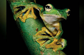 The National Geographic Guide to Landscape and Wildlife Photography: Nighttime Wildlife Photography