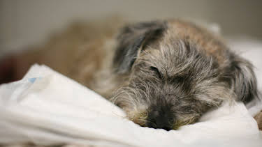 3:00 PM: The Supervet: Noel Fitzpatrick (S7 E6) (S7) | W | 12/27 2025