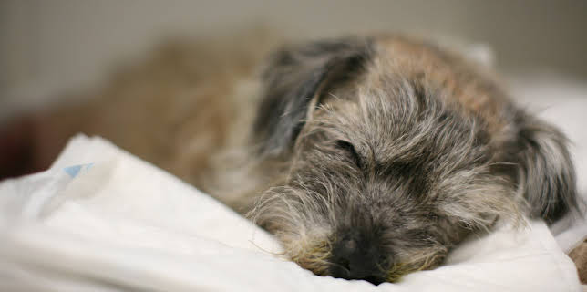 2:00 PM: The Supervet: Noel Fitzpatrick (S7 E6) (S7) | W | 2/22 2026