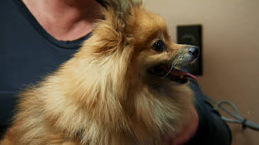 08:30: Dyrlegen i Rocky Mountain (S1 E10) (S1) | Animal Planet | 4/6 2026