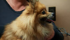 Dyrlegen i Rocky Mountain (S1 E10)