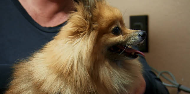 18:00: Dyrlegen i Rocky Mountain (S1 E10) (S1) | Animal Planet | 12/12 2025