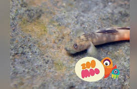 Animal All Stars: Twisted Tails