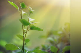 The Science of Energy: Resources and Power Explained: Chemical Energy, Biomass, and Photosynthesis