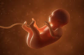 Människan: En upptäcktsfärd genom kroppen: En människa föds