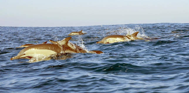 10:25: Sardine Run - Naturspektakel vor Südafrika | Arte | 1/9 2026
