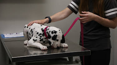 13:05: The Vet Life (S3 E1) (S3) | Animal Planet | 4/8 2026