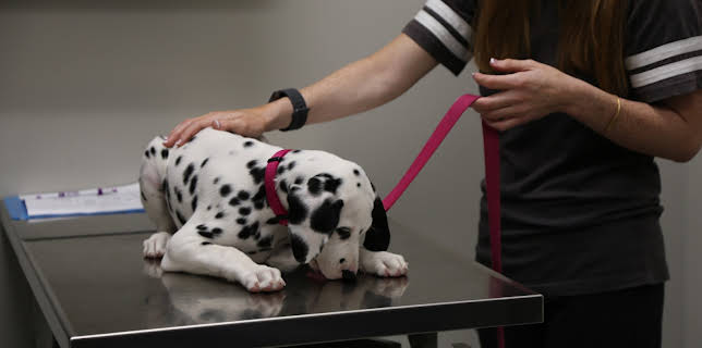 10:20: The Vet Life (S3 E1) (S3) | Animal Planet | 12/19 2025