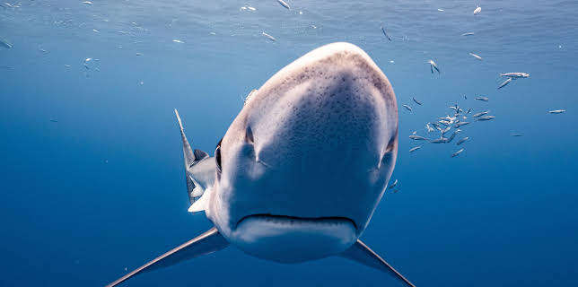 15:30: planet e.: Delfine, Wale und Haie im Visier | ZDF | 3/15 2026