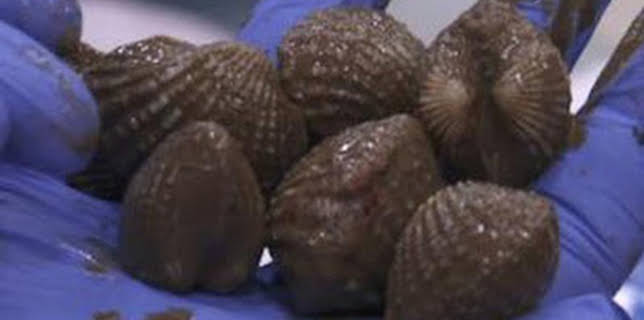 05:38: Control de fronteras: España: Episodio 14 | Discovery Max | 2/13 2026