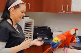 Animal ER: Episode 5