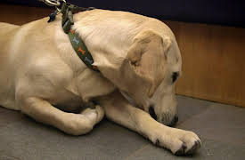 The Supervet: Summer Specials: Supervet in the Field: Surrey