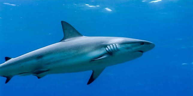 6:55 PM: Shark Bites (S1) | CBBC | 11/12 2025