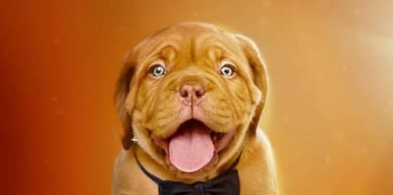 Dog Film Festival (2020)