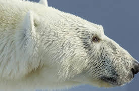 The Hunt: In the Grip of the Seasons