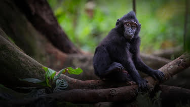 16:30: Expedition Sulawesi | HR Fernsehen | 7/26 2026