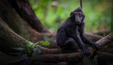Expedition Sulawesi