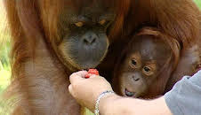 Panda, Gorilla & Co. (65)