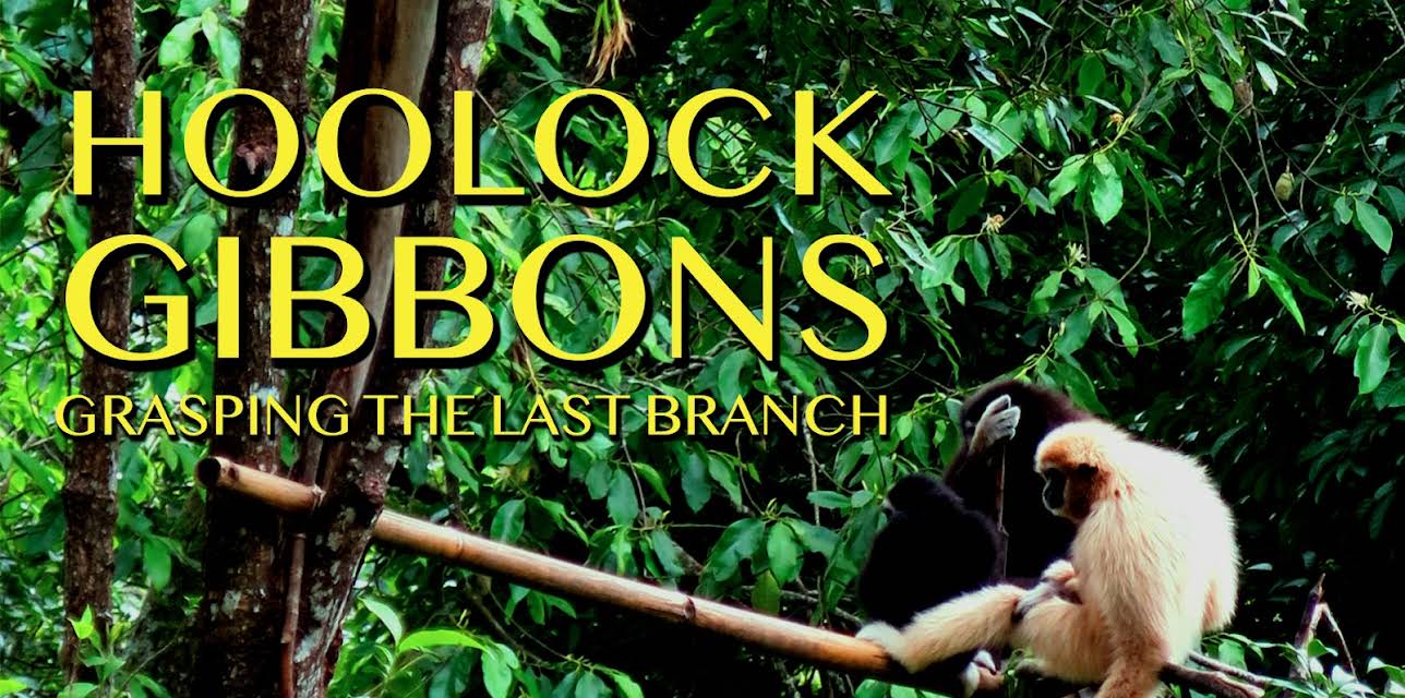 Hoolock Gibbons: Grasping The Last Branch (2009)