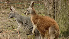 Elefant, Tiger & Co. (302)