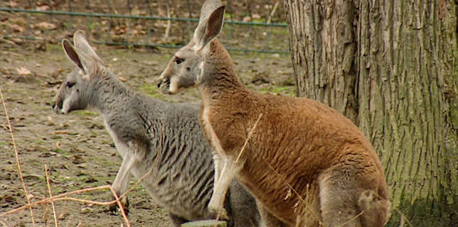 10:35: Elefant, Tiger & Co. (302) | MDR Fernsehen | 1/22 2026