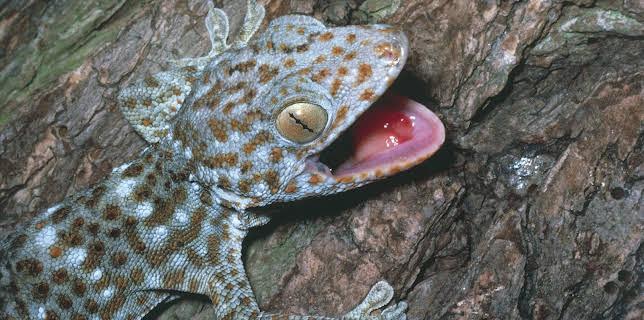 01:30: Little Giants (S1 E18) (S1) | Animal Planet | 12/2 2025