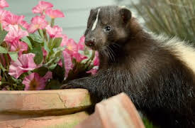 Naturens minstingar: New Hampshire