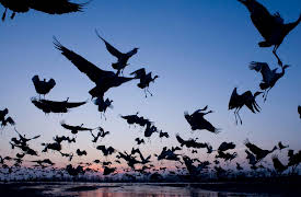 National Geographic Masters of Photography: Go Back, Get It Right (Wildlife)