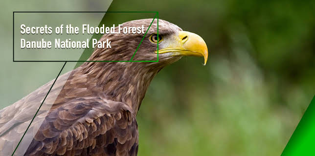 Secrets of the Flooded Forest - Danube National Park (2011)