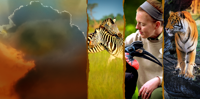 Magic of Disney's Animal Kingdom