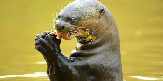 2:00 PM: Deadly 60 (S6) | CBBC | 10/31 2025