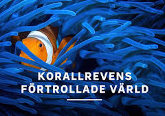 Korallrevens förtrollade värld