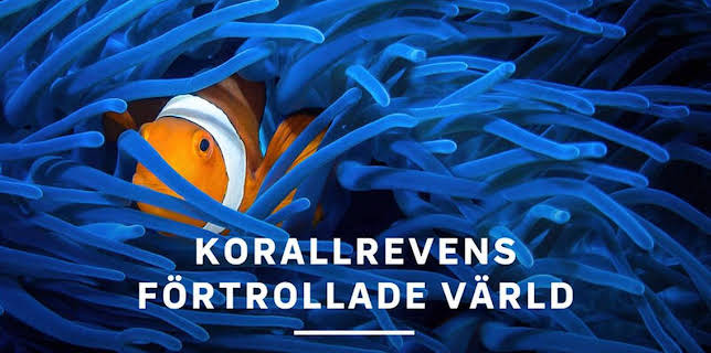 20:10: Korallrevens förtrollade värld | Kunskapskanalen | 11/9 2025