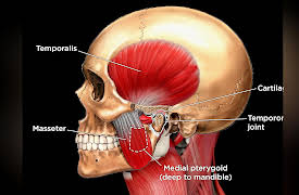 How We Move: The Gross Anatomy of Motion: The Many Muscles of the Head and Neck