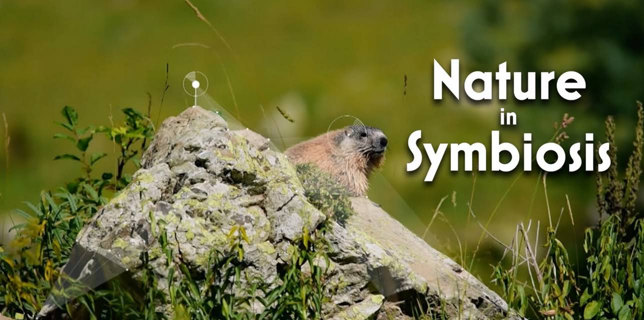 Nature in Symbiosis